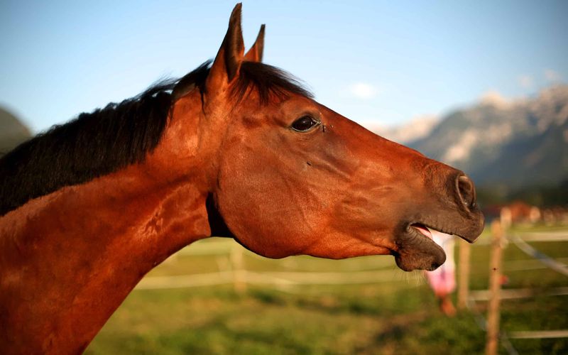 Horses communicate only through vocalization