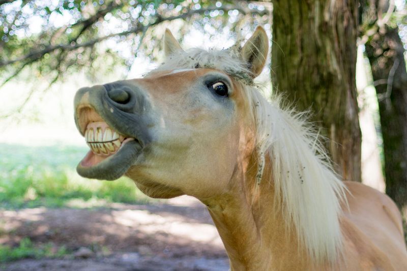 Horses laugh and smile