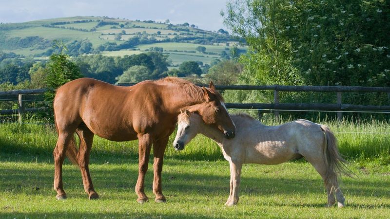 Horses only sleep standing up