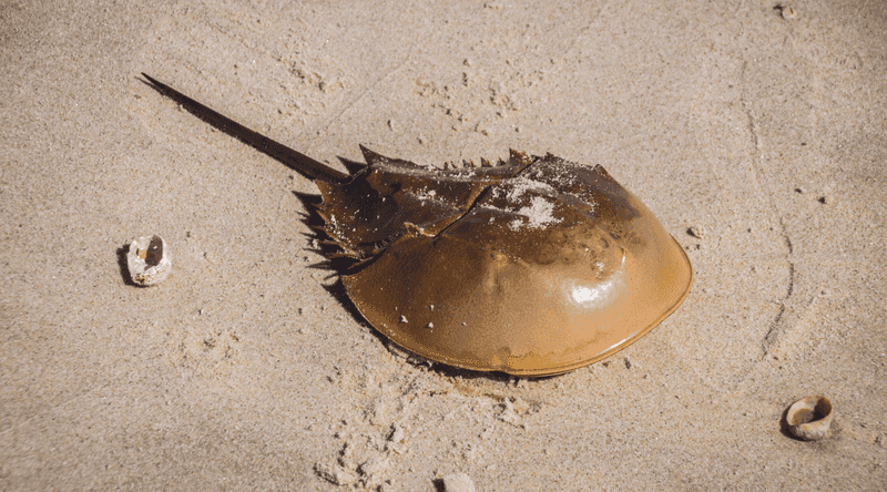 Horseshoe Crabs: Timeless Recluses