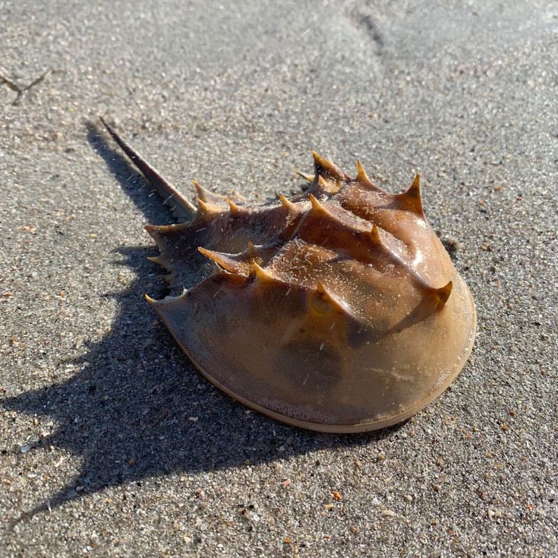 Horseshoe Crabs