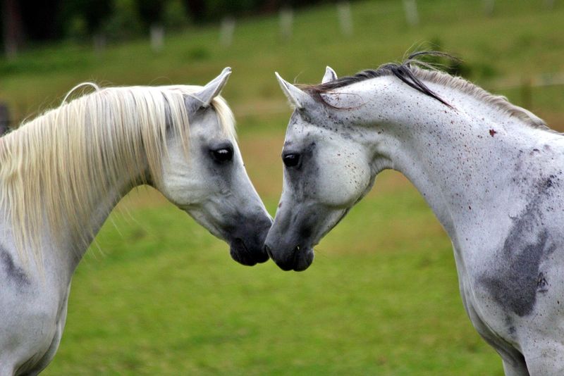 Hot and cold-blooded horses differ in temperature