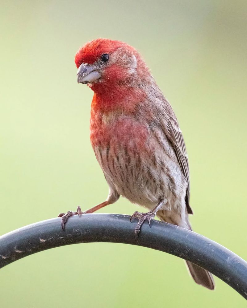 House Finch