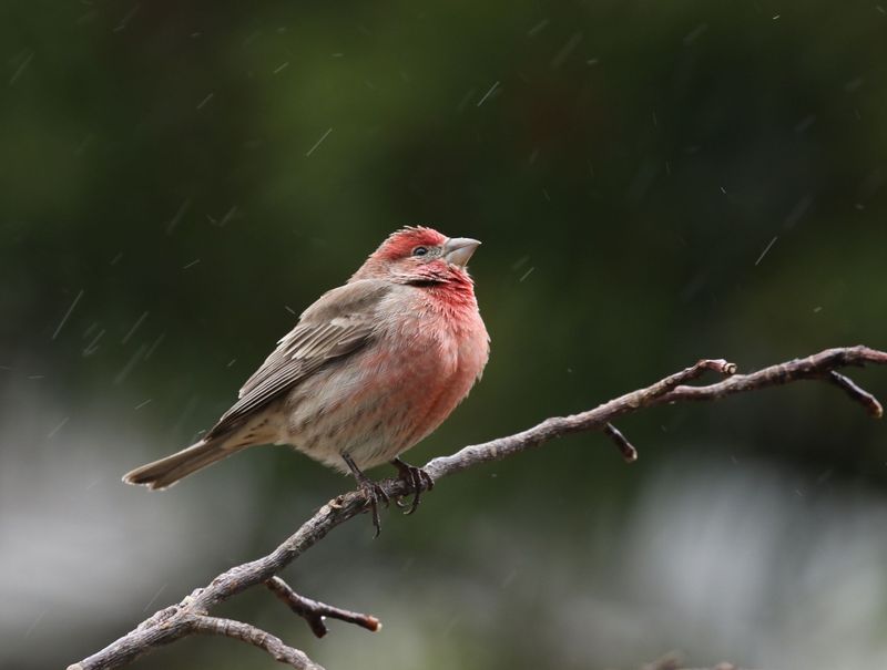 House Finch