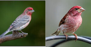 House Finch Vs Purple Finch: 9 Key Differences Explained