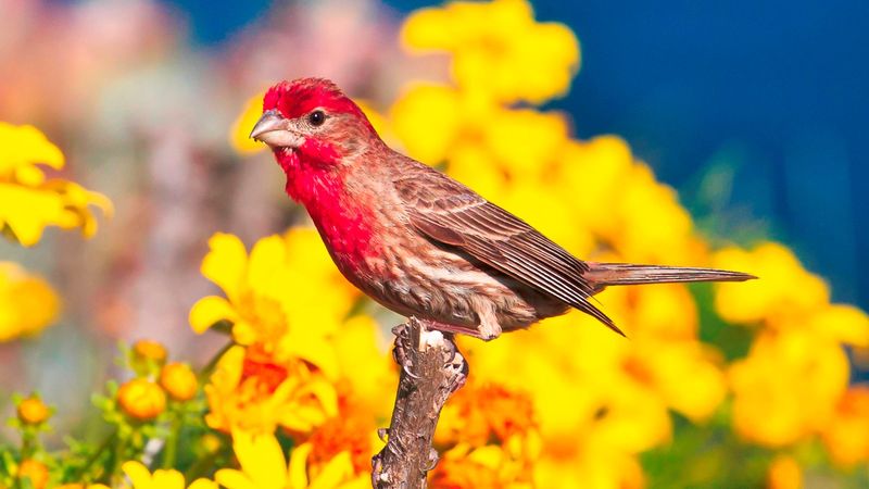 House Finch