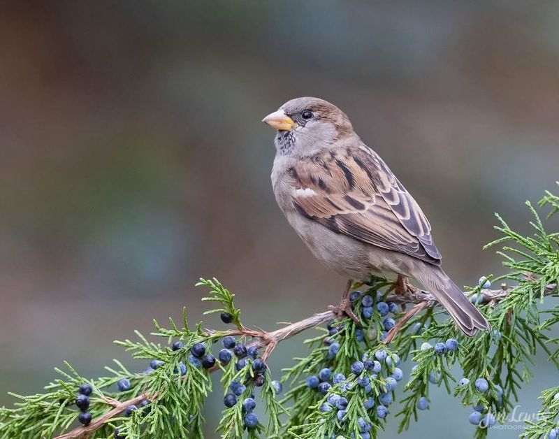 House Sparrow