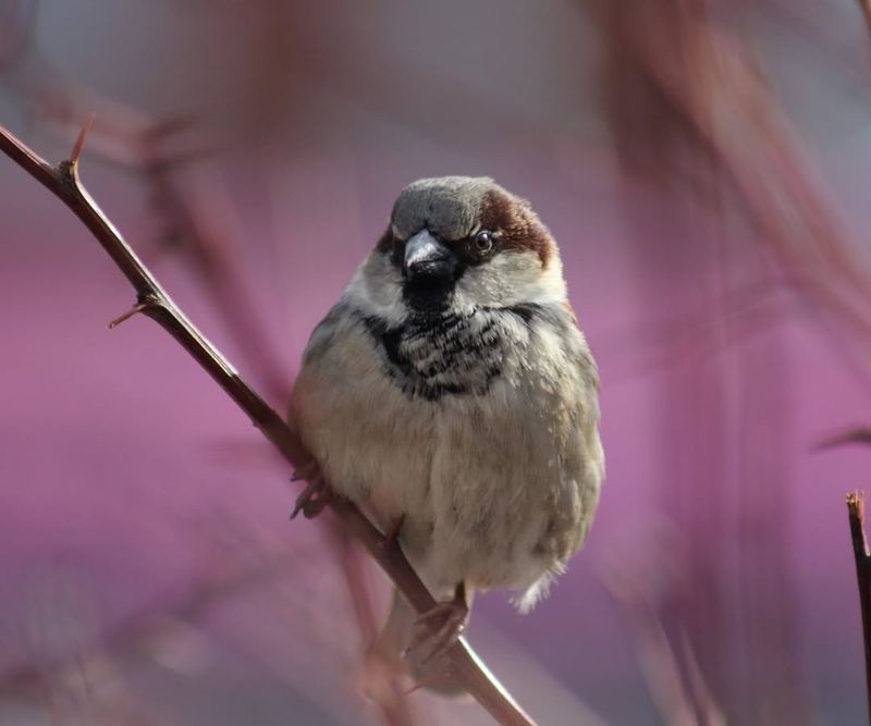 House Sparrow