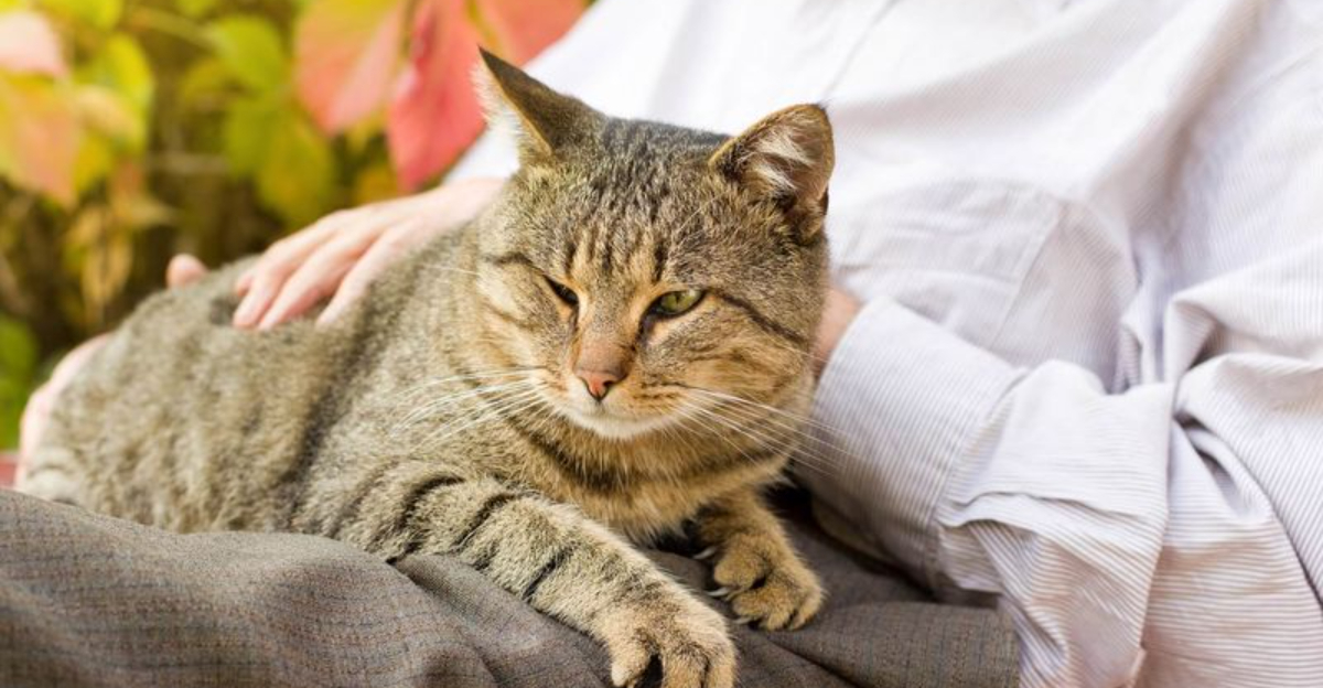 How Cats Adapt Their Behavior As They Age