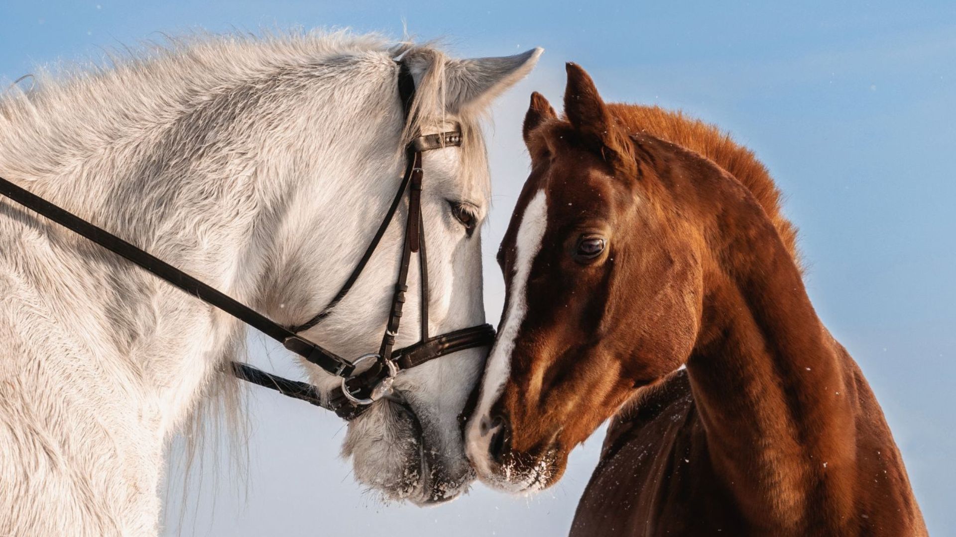 How Horses Teach Us About Trust And Loyalty