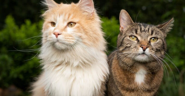 How House Cats And Big Cats Differ In Their Social Structures