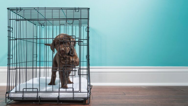 How Long Can I Leave My Dog In A Crate