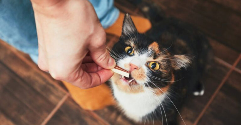 How Often Should I Feed My Cat