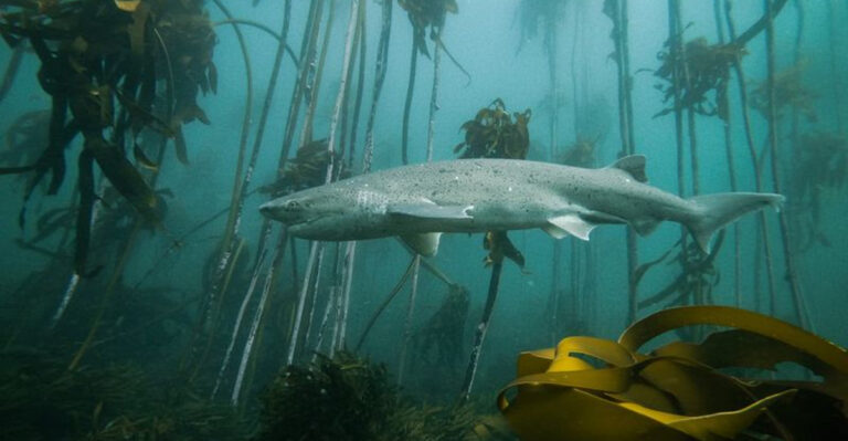 How Scientists Used Sharks To Discover Unexplored Underwater Forest