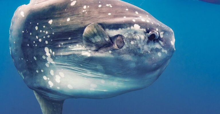How Some Animals Can “See” Without Eyes (And What They Do With This Ability)