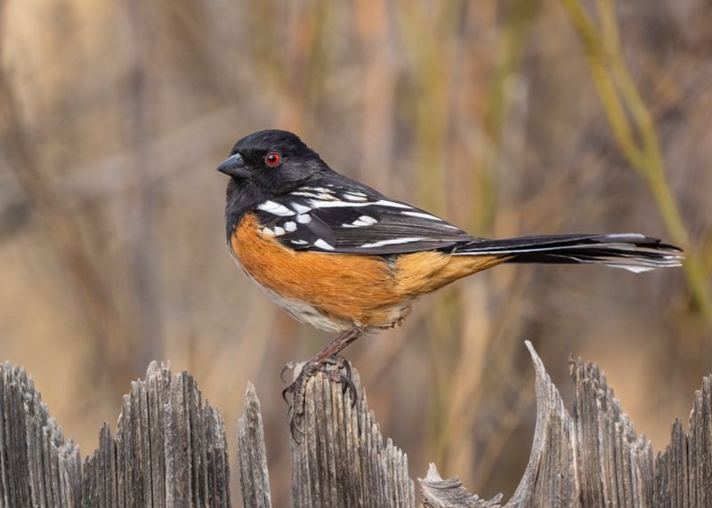 How To Attract Eastern Towhees To Your Yard