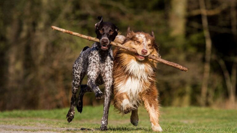 How To Create A Dog-Friendly Garden