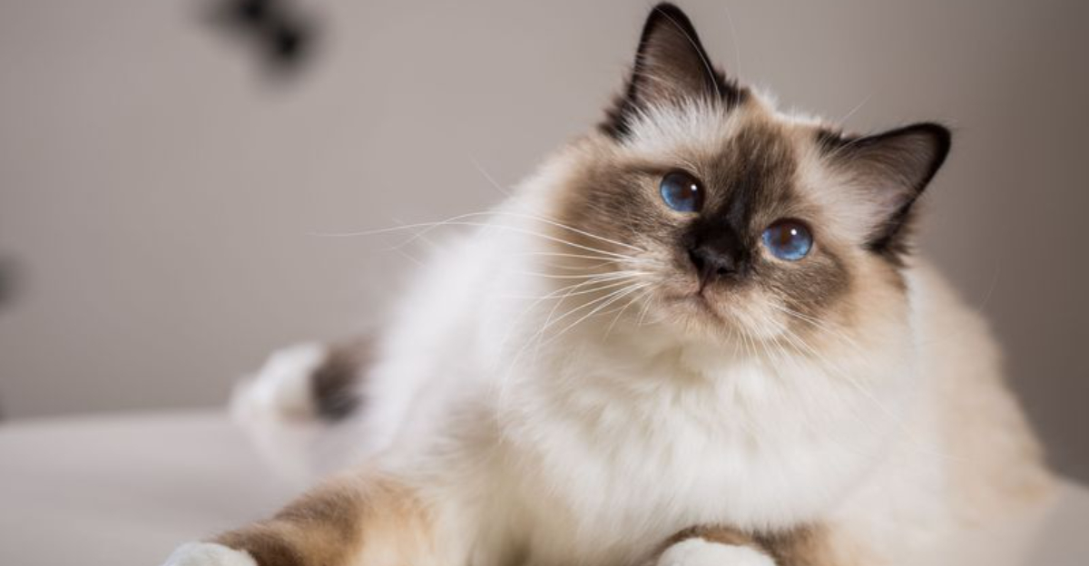 How To Groom A Birman Cat: 5 Steps To Follow