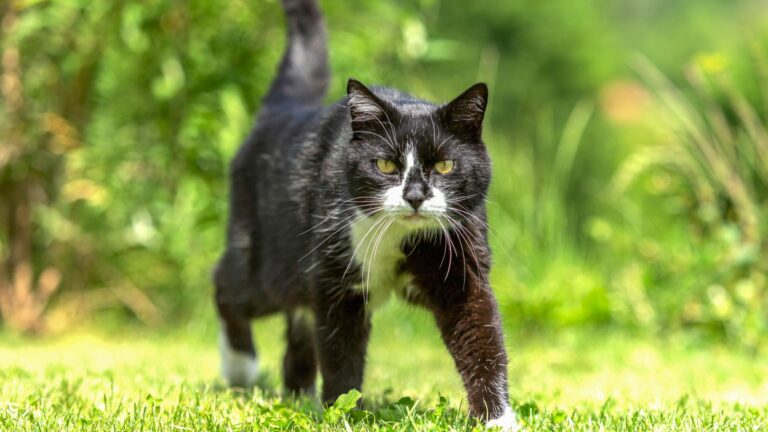 How To Help Your Senior Cat Stay Active And Healthy