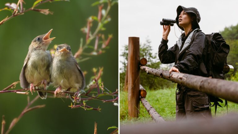How To Identify Birdsongs 7 Simple Tips For Beginners