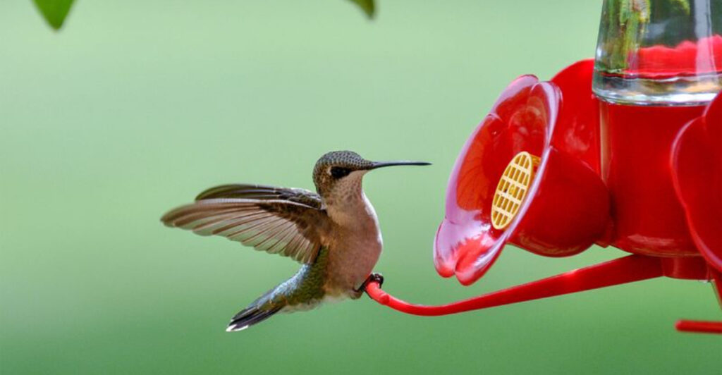 How to keep bees away from hummingbird feeders