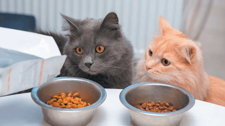 How To Manage A Multi-Cat Household Without Stress