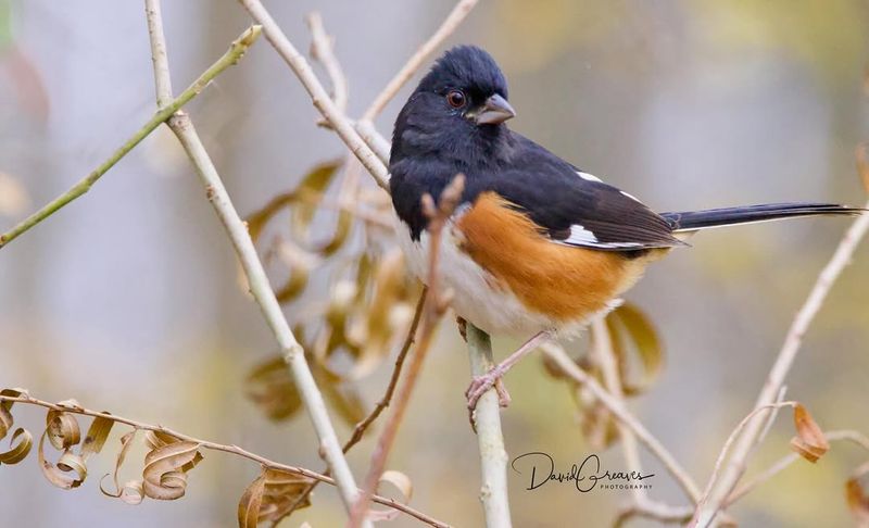 How To Spot An Eastern Towhee In Its Natural Habitat