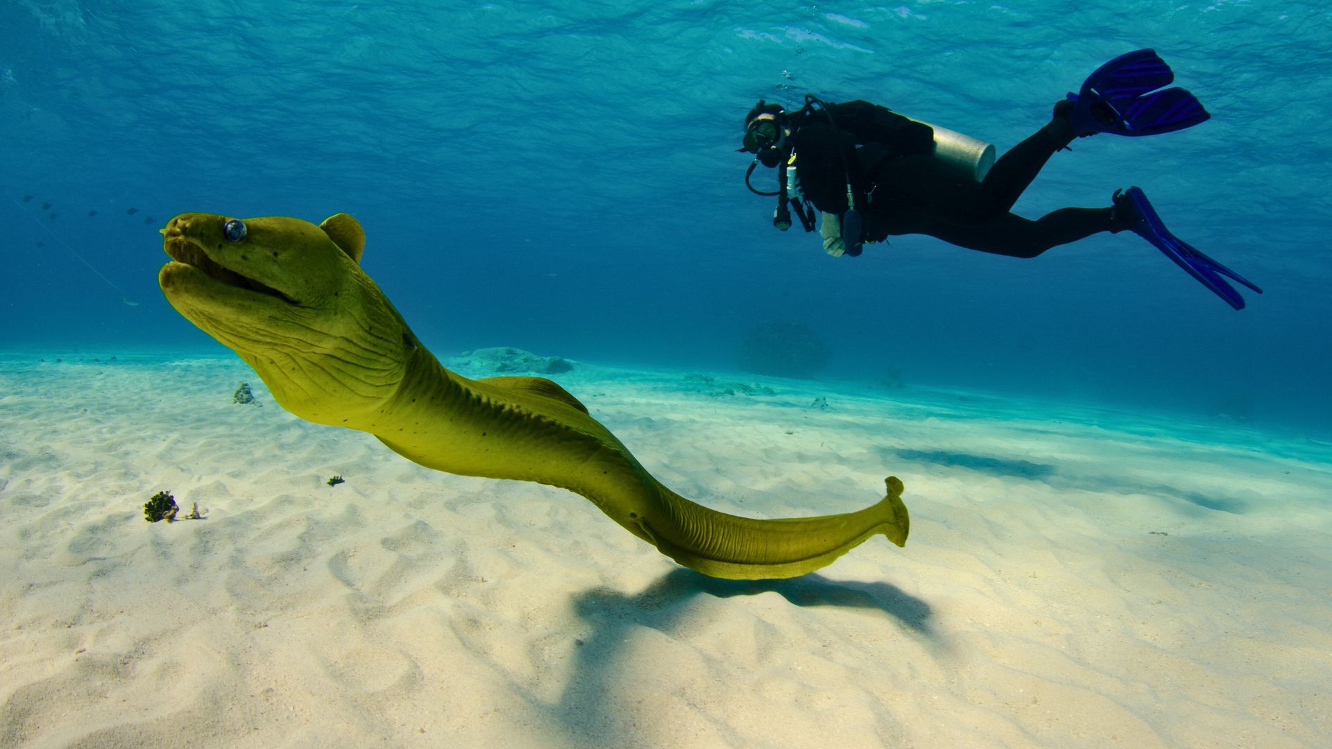 How To Stay Safe From The Top 5 Most Dangerous Reef Creatures