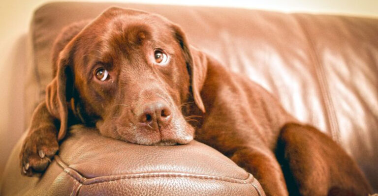 How To Tell If Your Dog Needs Help: 7 Signs To Be Aware Of