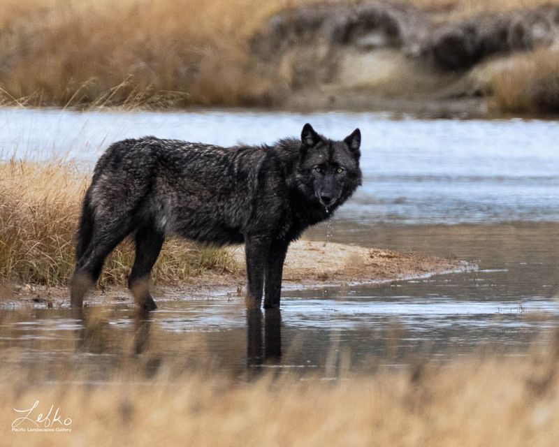 How Wolves Changed The Rivers