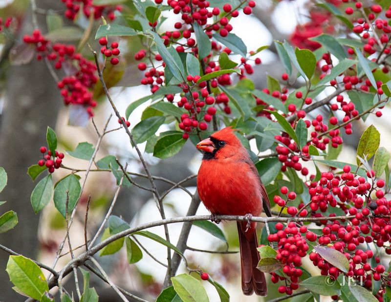 How to Attract Cardinals to Your Backyard