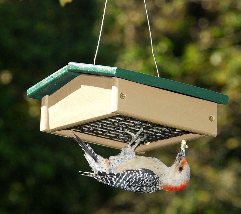 How to Choose a Suet Feeder?