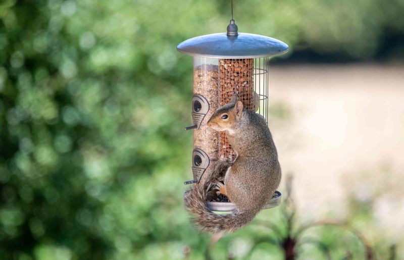 How to Deal with Unwanted Animals at Suet Feeders?