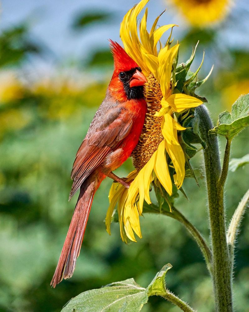 How to Interpret Cardinal Appearances in Your Life