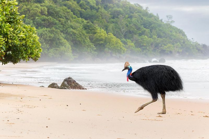 How to Recognize Signs of Aggression and Avoid Provoking the Bird