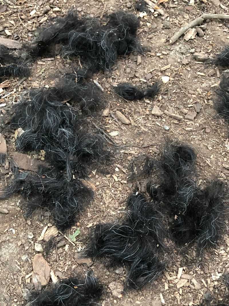 Human Hair