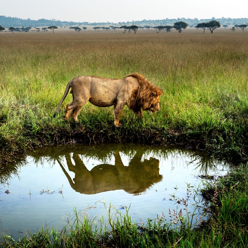 Human-Wildlife Conflict