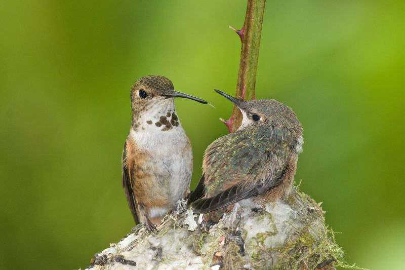 Hummingbird Behavior