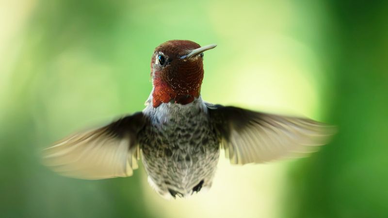 Hummingbird's Rapid Wings