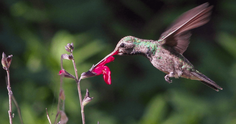 Hummingbird