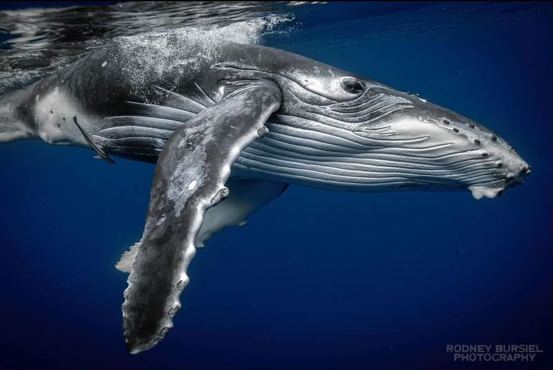 Humpback Whale