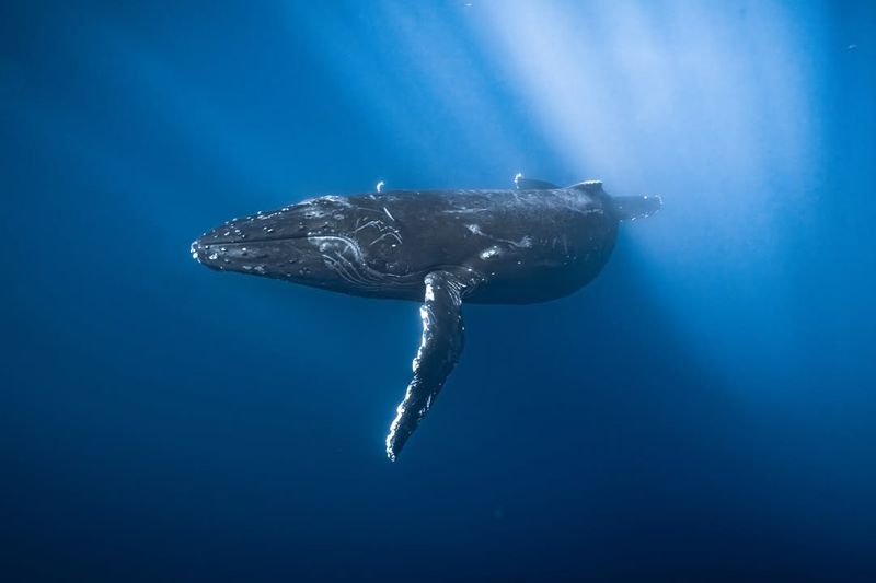 Humpback Whale