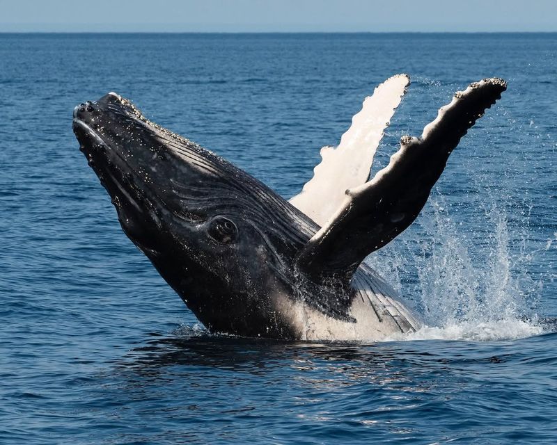 Humpback Whale