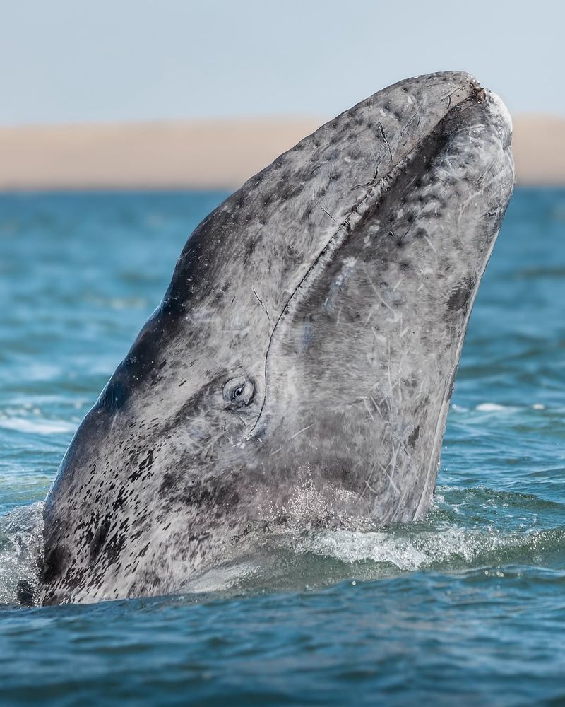 Gray Whale