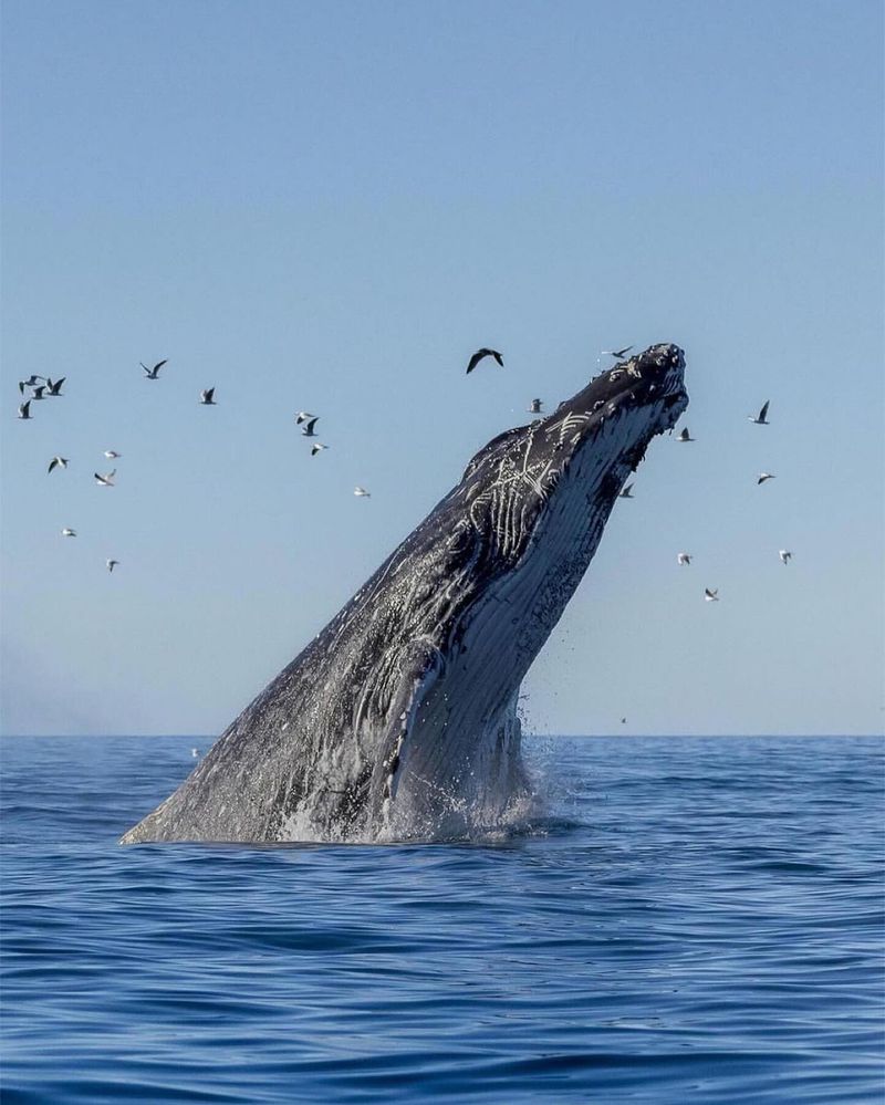 Humpback Whale