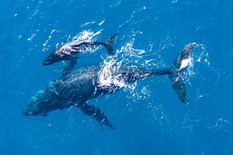 Humpback Whales