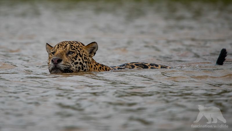 Climbing Vs. Swimming