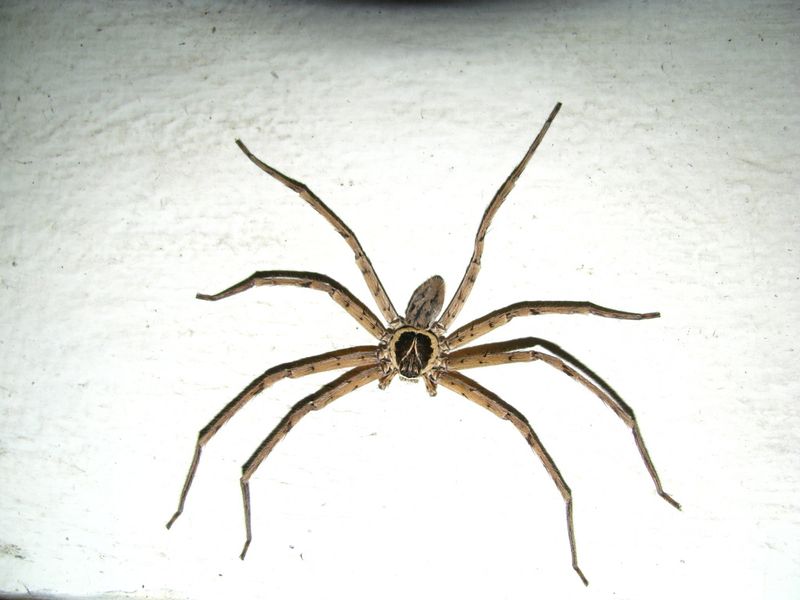 Huntsman Spider