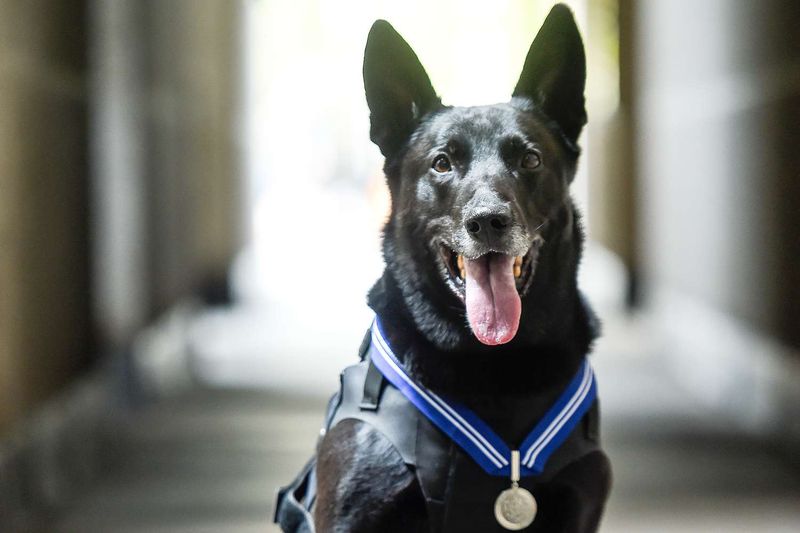 Hurricane: The Heroic Secret Service Dog