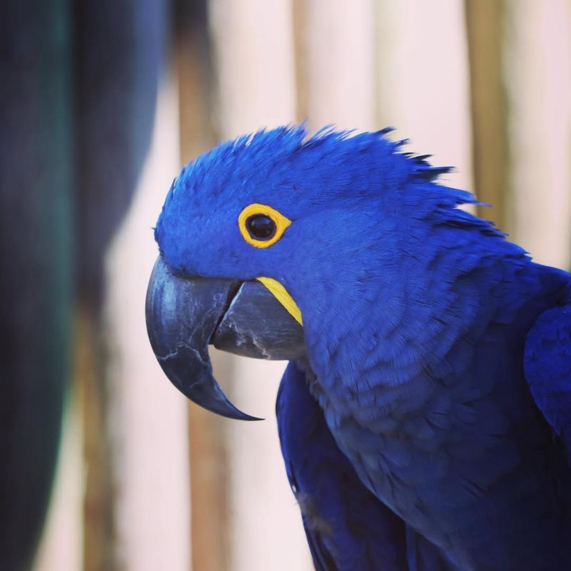 Hyacinth Macaw